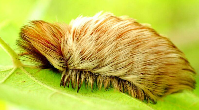 Puss caterpillar covered in soft-looking venomous hairs resting on a leaf.