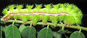 8 Seemingly Harmless Insects You Should Never Pick Up